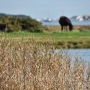 Reeds and Horse at Stanpit Marsh